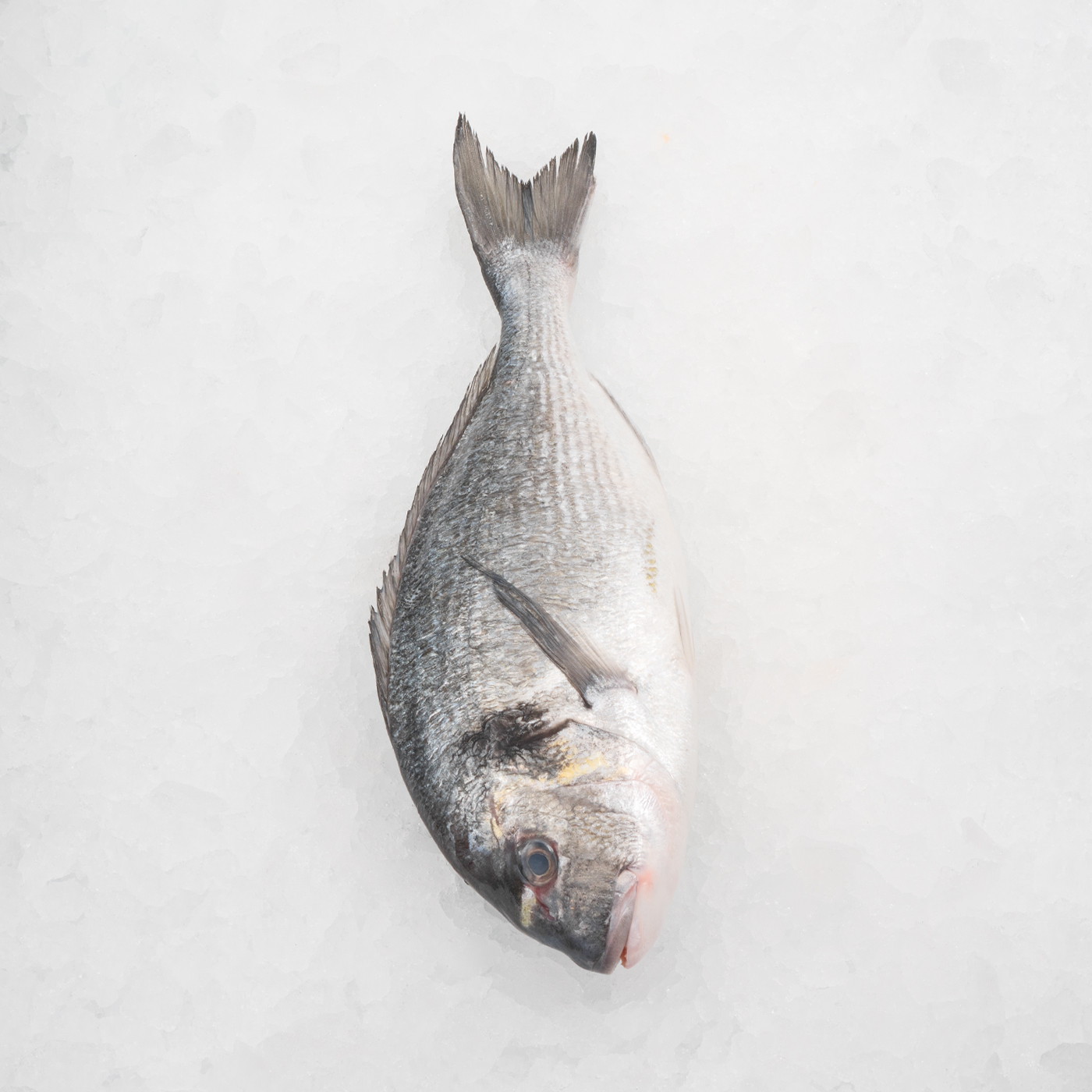 Fisk_0004_Seabream