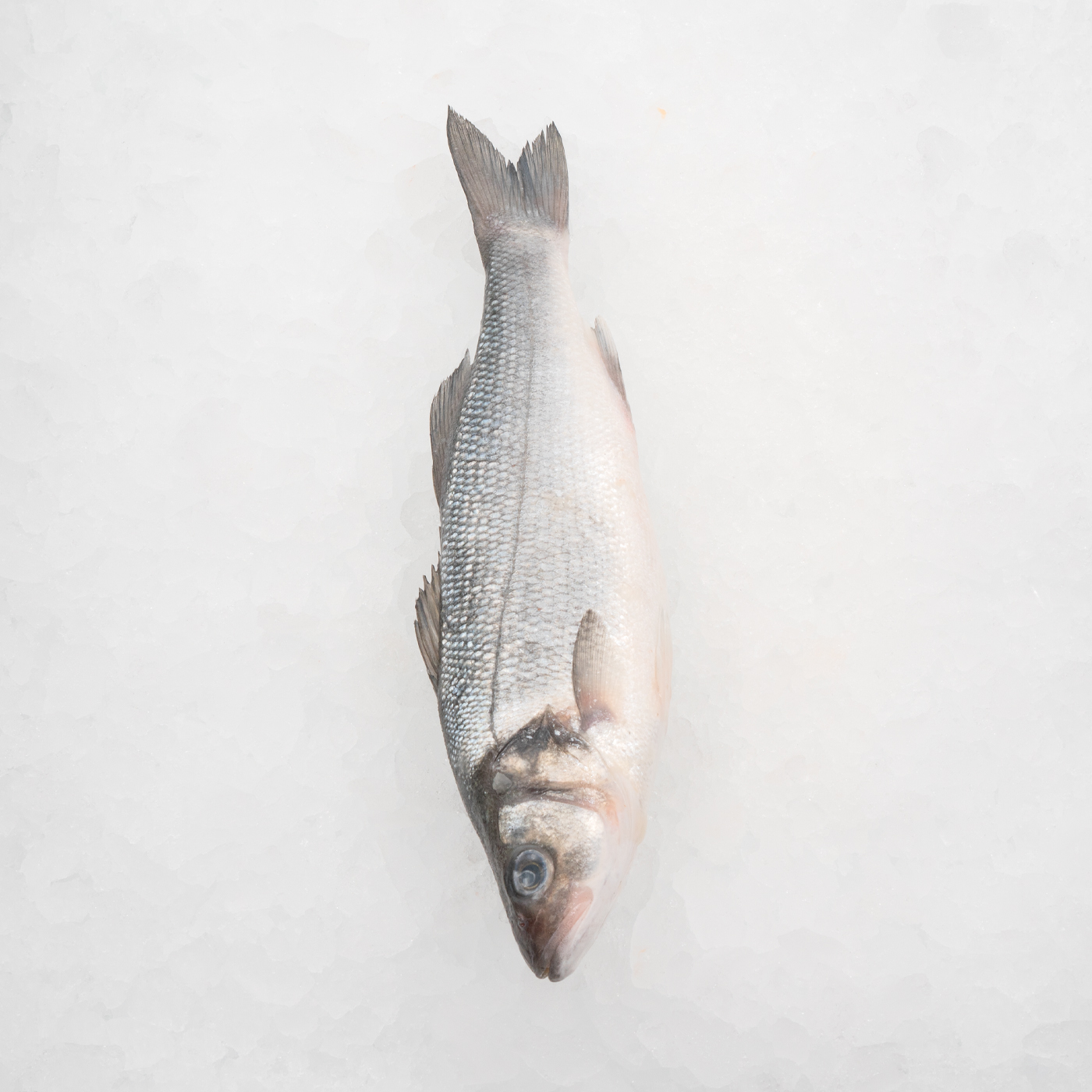 Fisk_0005_Seabass