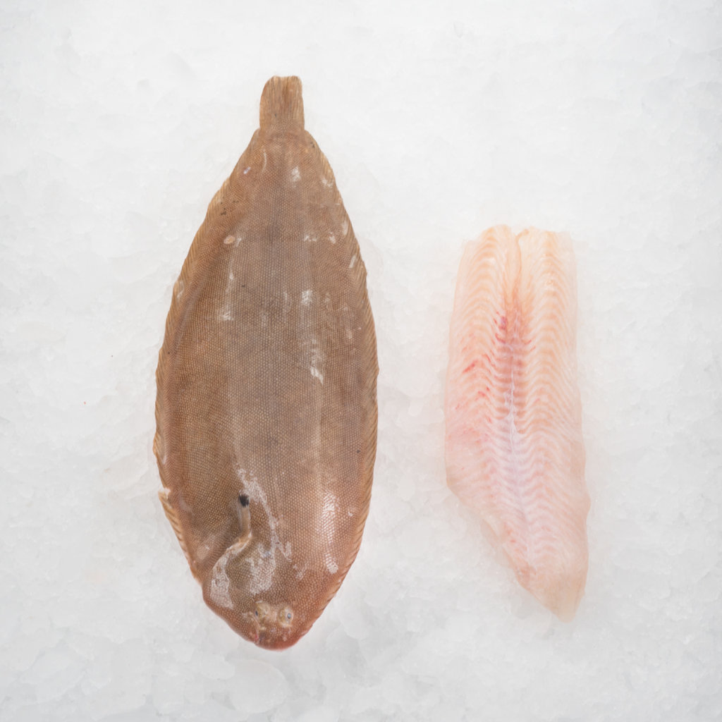 Fisk_0002_Sjotunga-1024x1024