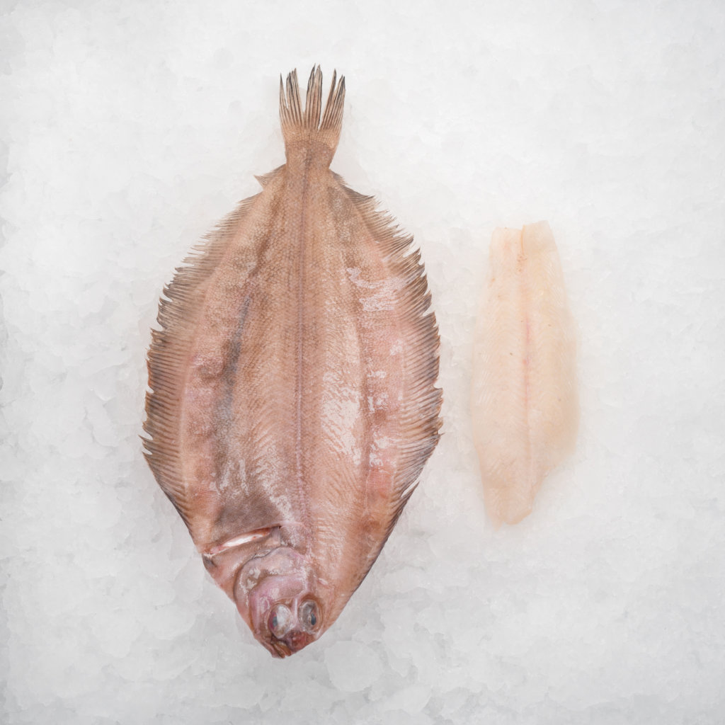 Fisk_0003_Rodtunga-1024x1024