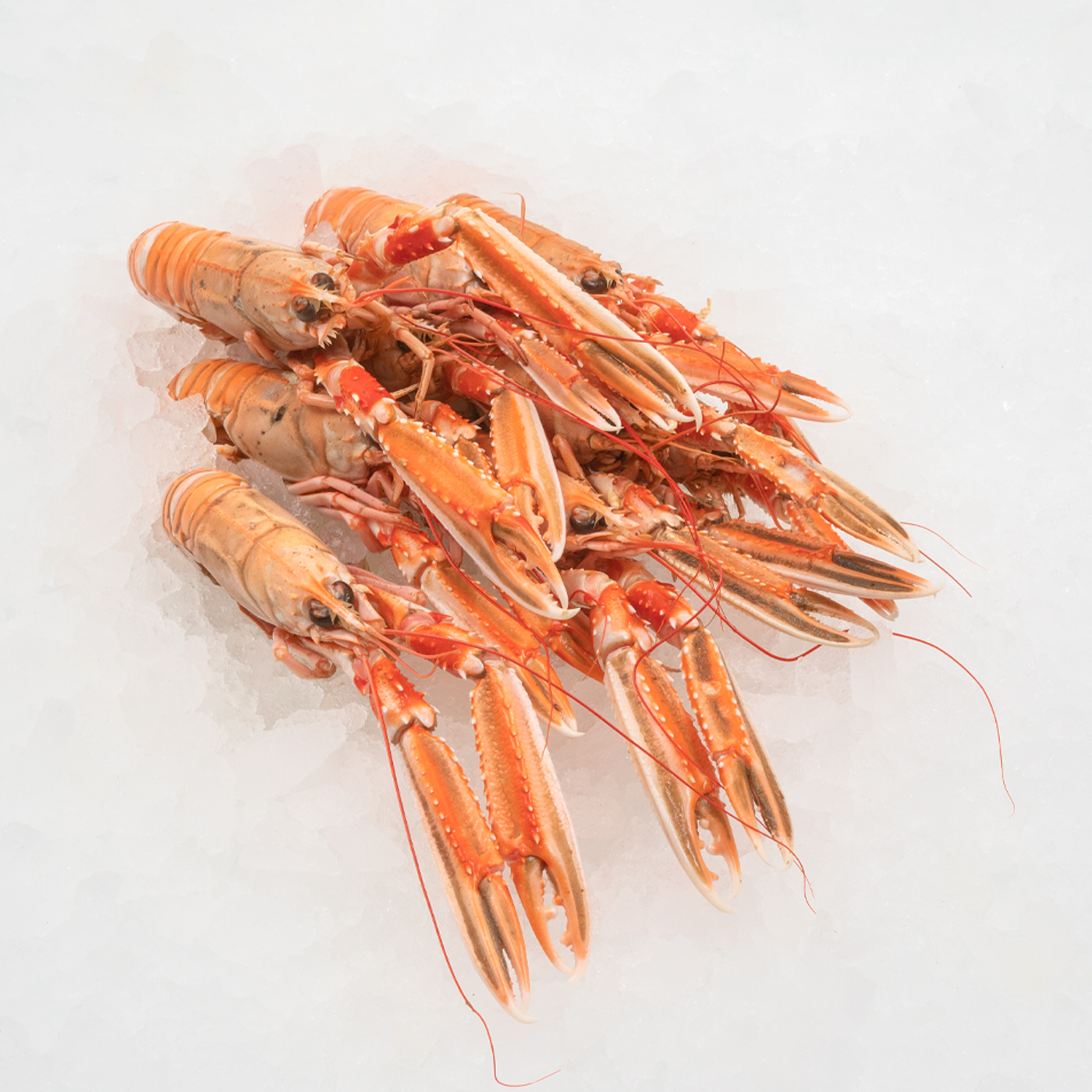 Fisk_0005_Havskräfta_v2